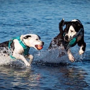 Meet your Posher, Gabriela